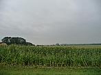 Třibřichy